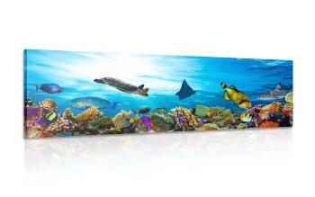 Obraz rafa koralowa z rybami i żółwiami - 150x50