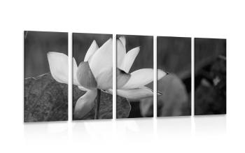 5-częściowy obraz delikatny kwiat lotosu w wersji czarno-białej