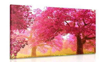 Obraz magiczne drzewa kwitnącej wiśni - 120x80