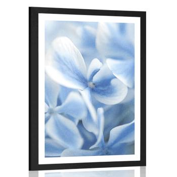 Plakat z passe-partout niebiesko-białe kwiaty hortensji - 30x45 black