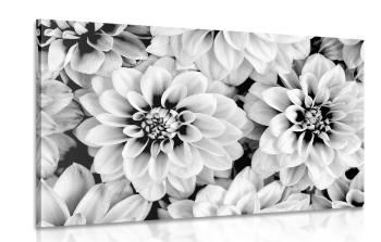 Obraz delikatne kwiaty dalii w wersji czarno-białej