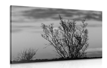 Obraz czarno-białe gałęzie