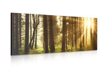Obraz las skąpany w słońcu - 120x60