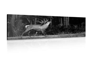 Obraz majestatyczny jeleń w wersji czarno-białej - 135x45