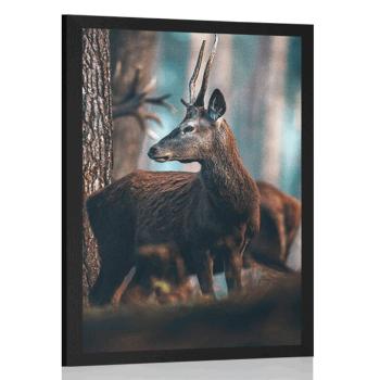 Plakat jeleń w sosnowym lesie - 20x30 black