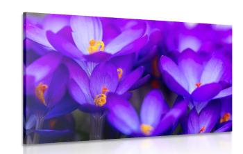Obraz kwiaty szafranu - 120x80
