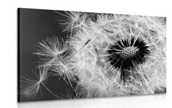 Obraz nasiona mniszka lekarskiego w wersji czarno-białej - 120x80
