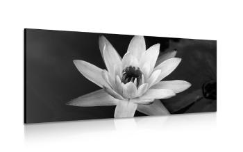 Obraz czarno-biała lilia wodna - 100x50