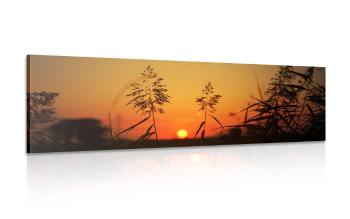 Obraz źdźbła trawy o zachodzie słońca - 135x45