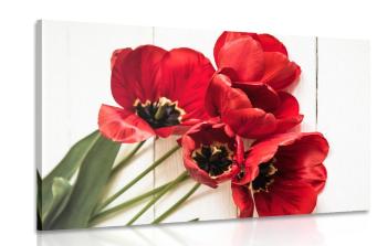 Obraz kwitnące czerwone tulipany - 60x40
