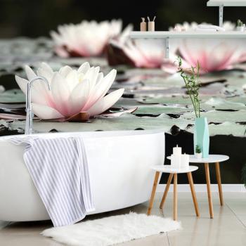 Fototapeta kwiat lotosu - 150x100