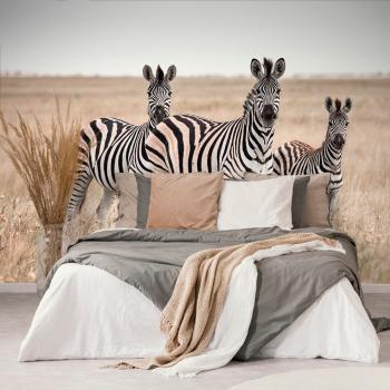 Samoprzylepna fototapetatrzy zebry na sawannie - 225x150