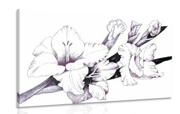 Obraz kwitnący mieczyk na ilustracji - 90x60