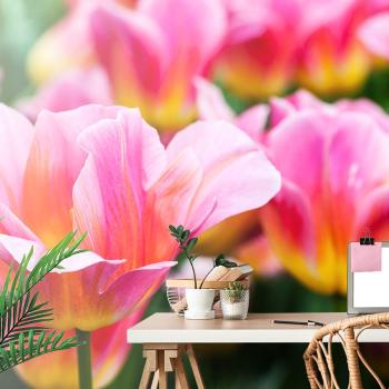 Fototapeta łąka różowych tulipanów - 150x100