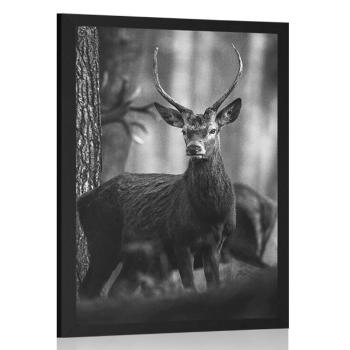 Plakat jeleń w lesie w czerni i bieli - 20x30 white