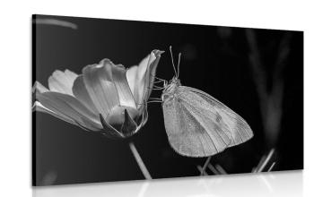 Obraz motyl na kwiatku w wersji czarno-białej