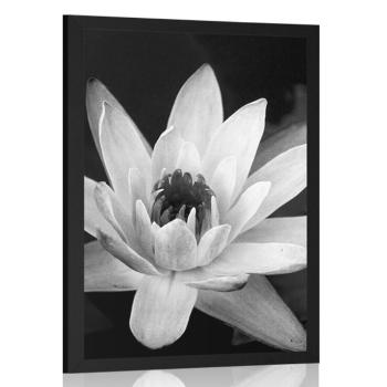Plakat czarno-biała lilia wodna - 20x30 white