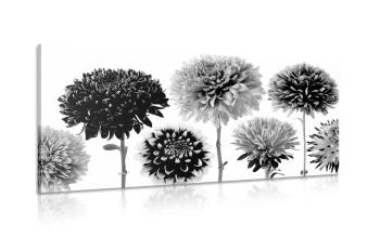 Obraz kwiaty dalii w różnych wzorach w wersji czarno-białej - 100x50