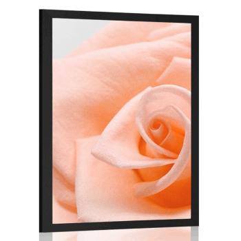 Plakat róża w brzoskwiniowym odcieniu