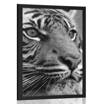 Plakat tygrys bengalski w czerni i bieli - 20x30 white