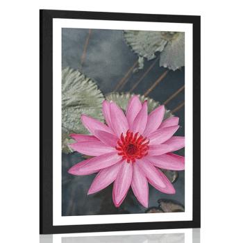 Plakat z passe-partout uroczy kwiat lotosu - 30x45 black