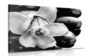 Obraz egzotyczna orchidea w wersji czarno-białej - 120x80