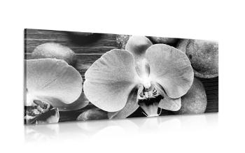 Obraz piękna orchidea i kamienie w wersji czarno-białej - 100x50