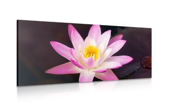 Obraz różowa lilia wodna - 120x60