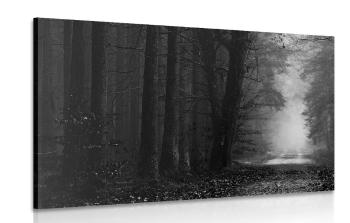 Obraz ścieżka w lesie w wersji czarno-białej - 120x80