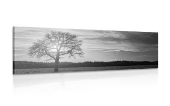 Obraz samotne drzewo w wersji czarno-białej - 135x45