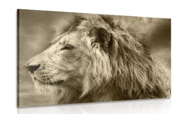 Obraz lew afrykański w sepii - 120x80
