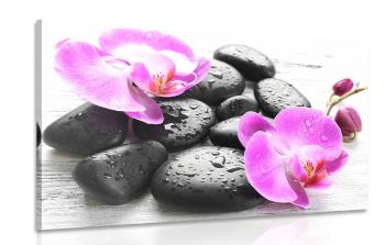Obraz piękne połączenie kamieni i orchidei - 60x40