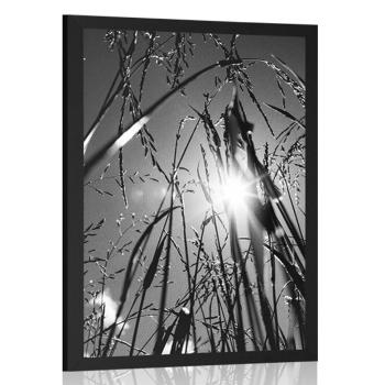 Plakat polna trawa w czerni i bieli - 40x60 silver