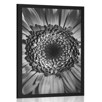 Plakat czarno-biała gerbera - 40x60 white