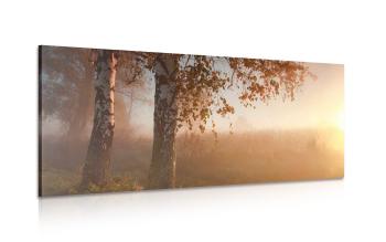 Obraz mglisty jesienny las