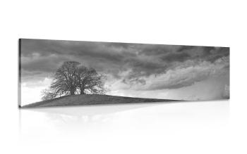 Obraz czarne i białe samotne drzewa