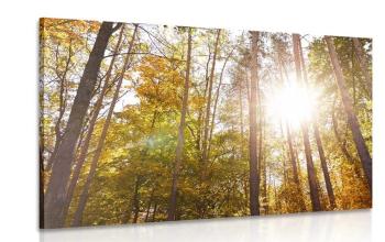 Obraz las w jesiennych barwach - 120x80