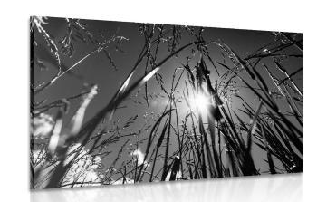 Obraz trawa polna w wersji czarno-białej
