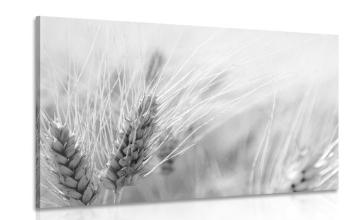 Obraz pole pszenicy w wersji czarno-białej - 60x40