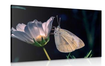 Obraz motyl na kwiatku - 120x80