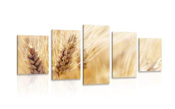 5-częściowy obraz pole pszenicy