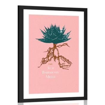 Plakat passepartoutz napisem Aloe Barbadensis Miller - 20x30 black