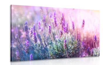 Obraz magiczne kwiaty lawendy - 60x40