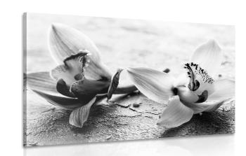 Obraz dwa kwiaty orchidei w wersji czarno-białej - 60x40