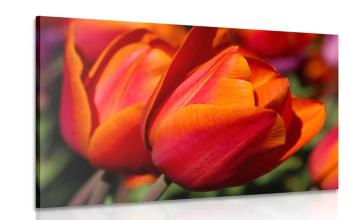 Obraz piękne tulipany na łące - 120x80