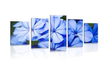 5-częściowy obraz dzikie niebieskie kwiaty - 100x50