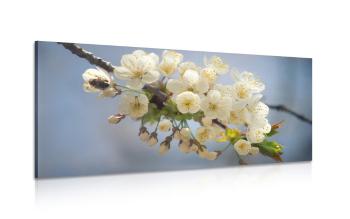 Obraz gałązka kwitnącej wiśni - 100x50