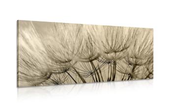Obraz nasiona mniszka lekarskiego w sepii - 120x60