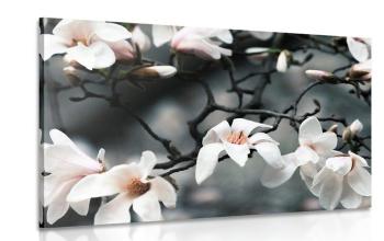 Obraz budząca się magnolia