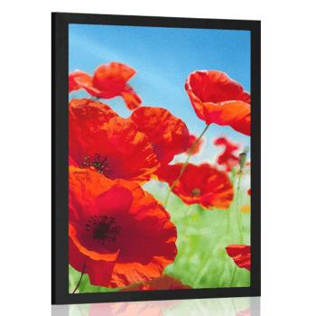 Plakat kwiaty maku na łące - 30x45 black